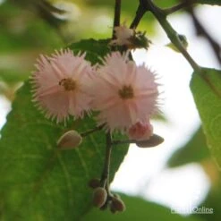 Elaeocarpus Prima Donna - Blueberry Ash 21 Elaeocarpus Prima Donna - Blueberry Ash -Plant Seed Store apo prima donna flower beneath 1