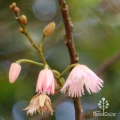 Elaeocarpus Prima Donna - Blueberry Ash 17 Elaeocarpus Prima Donna - Blueberry Ash -Plant Seed Store apo prima donna flower stages 1