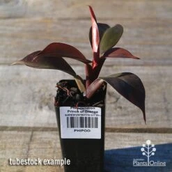 Philodendron Prince Of Orange 10 Philodendron Prince Of Orange -Plant Seed Store apo prince of orange philo tubestock2
