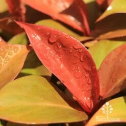 Philodendron Prince Of Orange 9 Philodendron Prince Of Orange -Plant Seed Store apo prince of orange philodendron colours