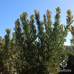 Protea Pink Ice -Plant Seed Store apo protea bushes at farm