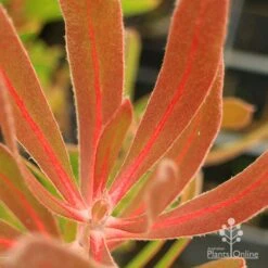 Protea Pink Ice -Plant Seed Store apo protea pink ice leaf vein colour
