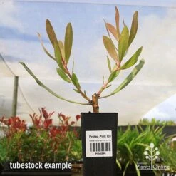 Protea Pink Ice -Plant Seed Store apo protea pink ice tubestock2