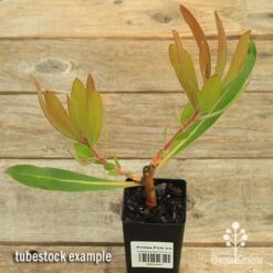 Protea Pink Ice -Plant Seed Store apo protea pink ice tubestock 1