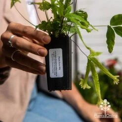 Pteris - Slender Brake Fern 18 Pteris - Slender Brake Fern -Plant Seed Store apo pteris tube 1