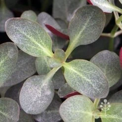 Crassula Purple Dragon - Fairy Crassula 15 Crassula Purple Dragon - Fairy Crassula -Plant Seed Store apo purple dragon crassula top view