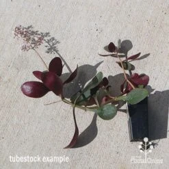 Crassula Purple Dragon - Fairy Crassula 10 Crassula Purple Dragon - Fairy Crassula -Plant Seed Store apo purple dragon tubestock august