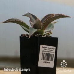 Mangave Purple People Eater - Succulent 9 Mangave Purple People Eater - Succulent -Plant Seed Store apo purple people eater tubestock