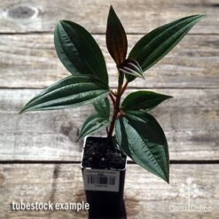 Tibouchina Purple Star 9 Tibouchina Purple Star -Plant Seed Store apo purple star tubestock above