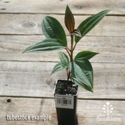 Tibouchina Purple Star 11 Tibouchina Purple Star -Plant Seed Store apo purple star tubestock top
