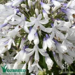 Agapanthus Queen Mum 6 Agapanthus Queen Mum -Plant Seed Store apo queen mum flower zoom