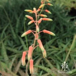 Aloe Quicksilver - Succulent -Plant Seed Store apo quicksilver flowerbuds