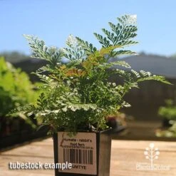 Humata - Rabbit's Foot Fern 18 Humata - Rabbit's Foot Fern -Plant Seed Store apo rabbits foot fern tubestock 1