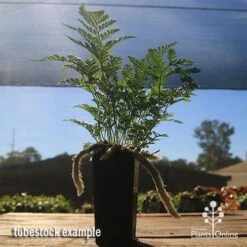 Humata - Rabbit's Foot Fern 27 Humata - Rabbit's Foot Fern -Plant Seed Store apo rabbits foot tubestock