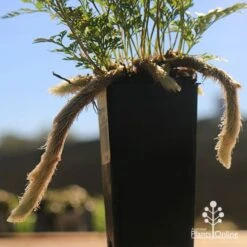 Humata - Rabbit's Foot Fern 24 Humata - Rabbit's Foot Fern -Plant Seed Store apo rabbits foot tubestock legs