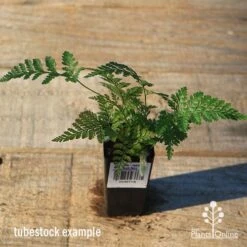 Humata - Rabbit's Foot Fern 25 Humata - Rabbit's Foot Fern -Plant Seed Store apo rabbits foot tubestock top