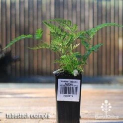 Humata - Rabbit's Foot Fern 23 Humata - Rabbit's Foot Fern -Plant Seed Store apo rabbits foot tubestock2