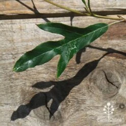 Grevillea Raptor -Plant Seed Store apo raptor leaf