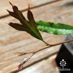 Grevillea Raptor -Plant Seed Store apo raptor leaf colour
