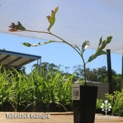 Grevillea Raptor -Plant Seed Store apo raptor tubestock