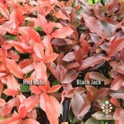 Photinia Black Jack 24 Photinia Black Jack -Plant Seed Store apo red robin black jack compare