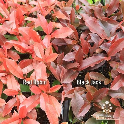 Photinia Black Jack 12 Photinia Black Jack - Image 12