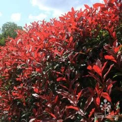 Photinia Red Robin