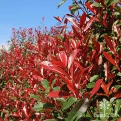 Photinia Red Robin 18 Photinia Red Robin -Plant Seed Store apo red robin hedge nursery 1