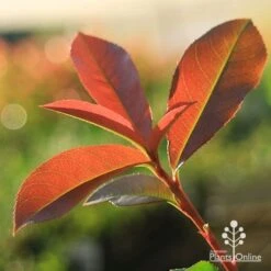 Photinia Red Robin 22 Photinia Red Robin -Plant Seed Store apo red robin new leaves backlit