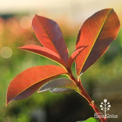 Photinia Red Robin 10 Photinia Red Robin - Image 10