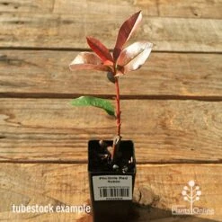 Photinia Red Robin 23 Photinia Red Robin -Plant Seed Store apo red robin tubestock