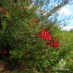 Grevillea Red Wings 28 Grevillea Red Wings -Plant Seed Store apo red wings grevillea bush