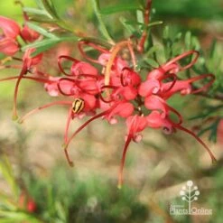 Grevillea Red Wings 26 Grevillea Red Wings -Plant Seed Store apo red wings grevillea flower ladybird