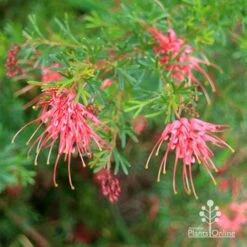 Grevillea Red Wings 18 Grevillea Red Wings -Plant Seed Store apo redwings grevillea bush flowering