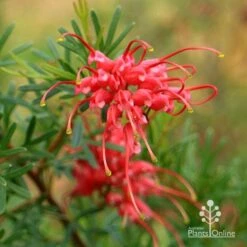 Grevillea Red Wings 20 Grevillea Red Wings -Plant Seed Store apo redwings grevillea flower closeup 2