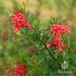 Grevillea Red Wings 29 Grevillea Red Wings -Plant Seed Store apo redwings grevillea flowering