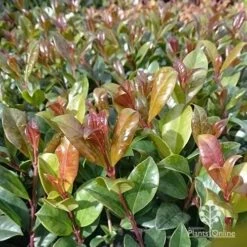 Syzygium Resilience - Lilly Pilly 18 Syzygium Resilience - Lilly Pilly -Plant Seed Store apo resilience new leaf colour