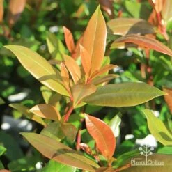 Syzygium Resilience - Lilly Pilly 19 Syzygium Resilience - Lilly Pilly -Plant Seed Store apo resilience new leaves
