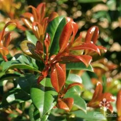 Syzygium Resilience - Lilly Pilly 13 Syzygium Resilience - Lilly Pilly -Plant Seed Store apo resilience new orange leaf