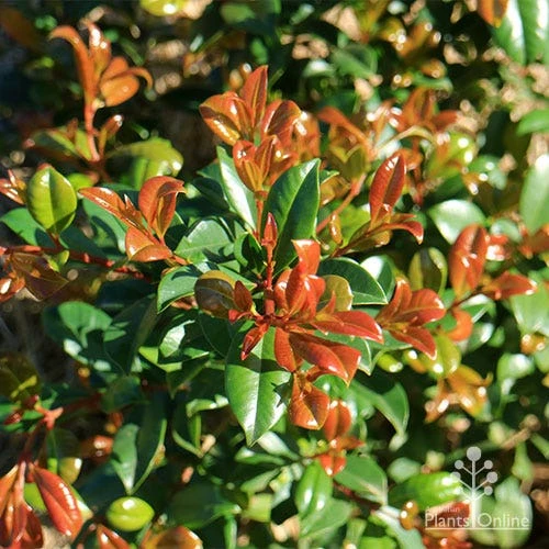 Syzygium Resilience - Lilly Pilly 2 Syzygium Resilience - Lilly Pilly - Image 2