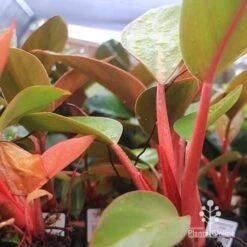 Philodendron Rojo Congo 14 Philodendron Rojo Congo -Plant Seed Store apo rojo congo pink stems tubestock