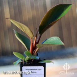 Philodendron Rojo Congo 9 Philodendron Rojo Congo -Plant Seed Store apo rojo congo tubestock