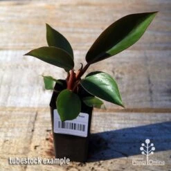 Philodendron Rojo Congo 12 Philodendron Rojo Congo -Plant Seed Store apo rojo congo tubestock top