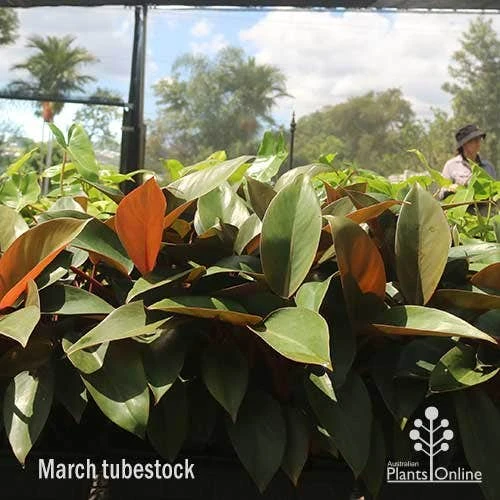 Philodendron Rojo Congo 8 Philodendron Rojo Congo - Image 8