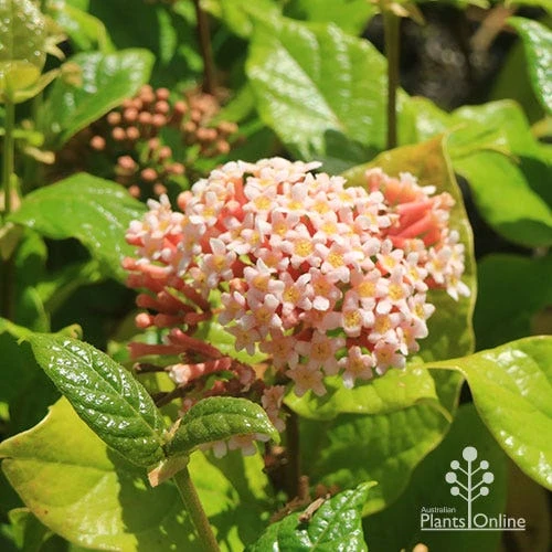 Rondeletia Amoena 1 Rondeletia Amoena