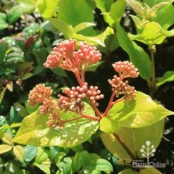 Rondeletia Amoena 37 Rondeletia Amoena -Plant Seed Store apo rondeletia amoena buds july
