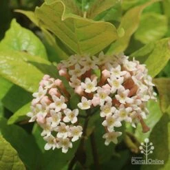 Rondeletia Amoena 31 Rondeletia Amoena -Plant Seed Store apo rondeletia amoena flower