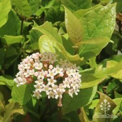 Rondeletia Amoena 34 Rondeletia Amoena -Plant Seed Store apo rondeletia amoena flower leaf