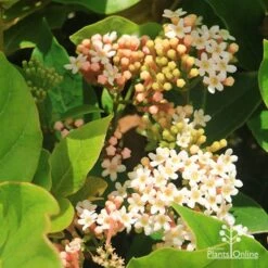 Rondeletia Amoena 29 Rondeletia Amoena -Plant Seed Store apo rondeletia amoena flowers