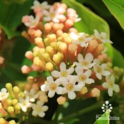 Rondeletia Amoena 30 Rondeletia Amoena -Plant Seed Store apo rondeletia amoena flowers closeup